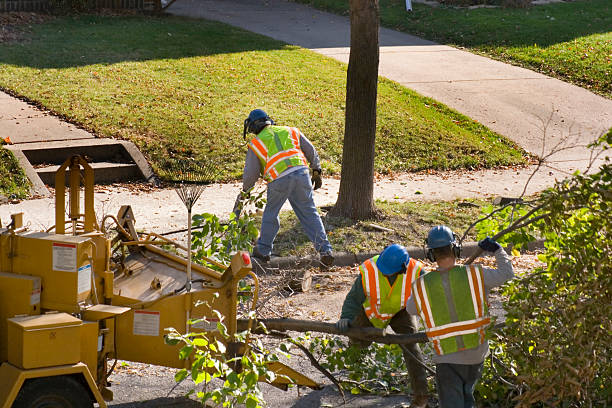  Gotha, FL Tree Service Pros